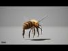 Honey Bee FUR UNREAL project  Maya base rig 3D model_1