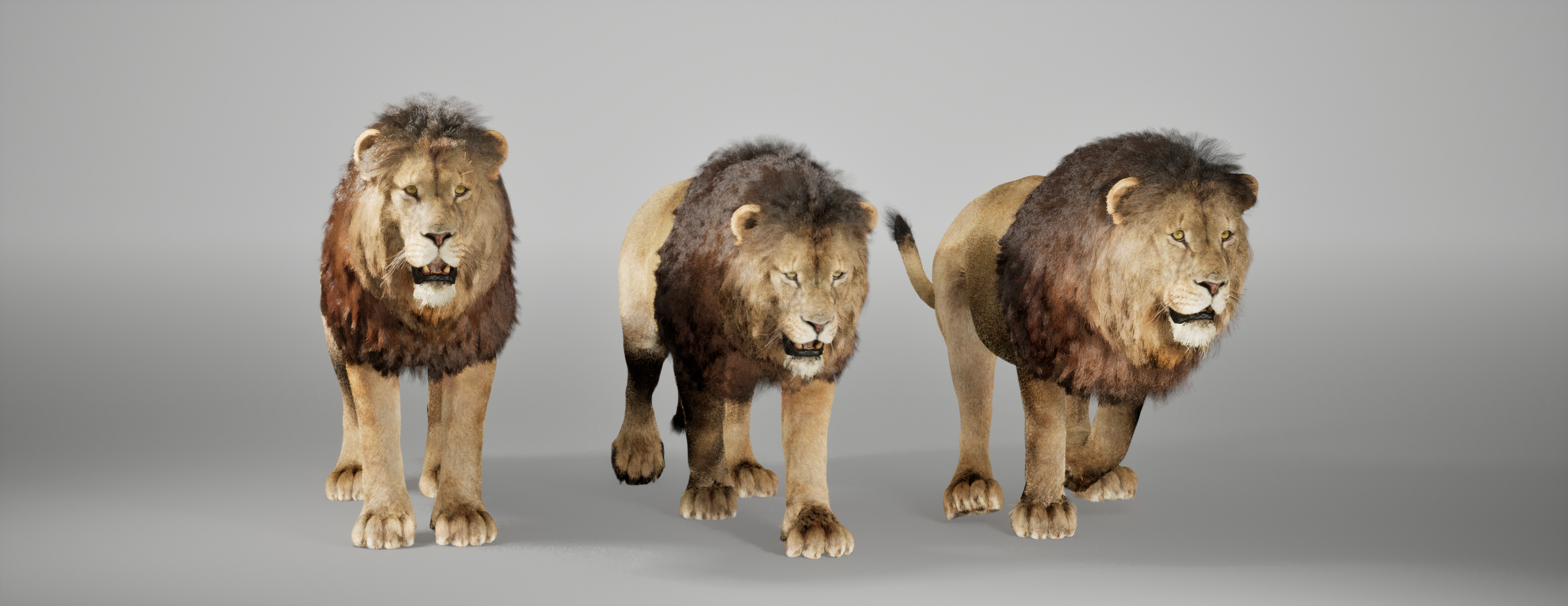 Lion Animated FUR UNREAL project Maya base rig 3D model_10