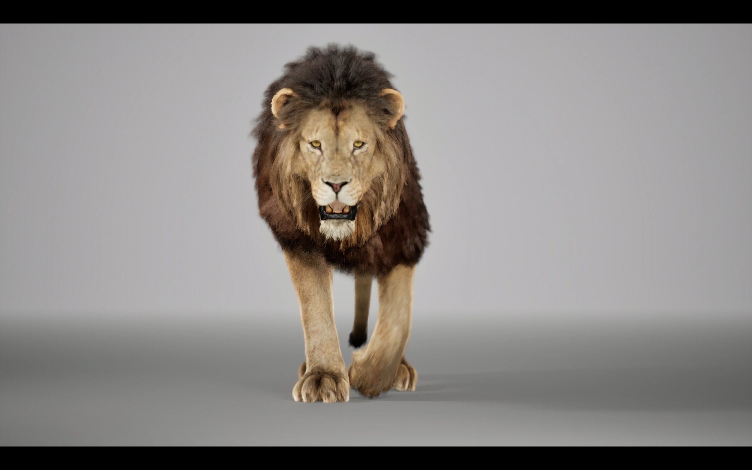 Lion Animated FUR UNREAL project Maya base rig 3D model_3
