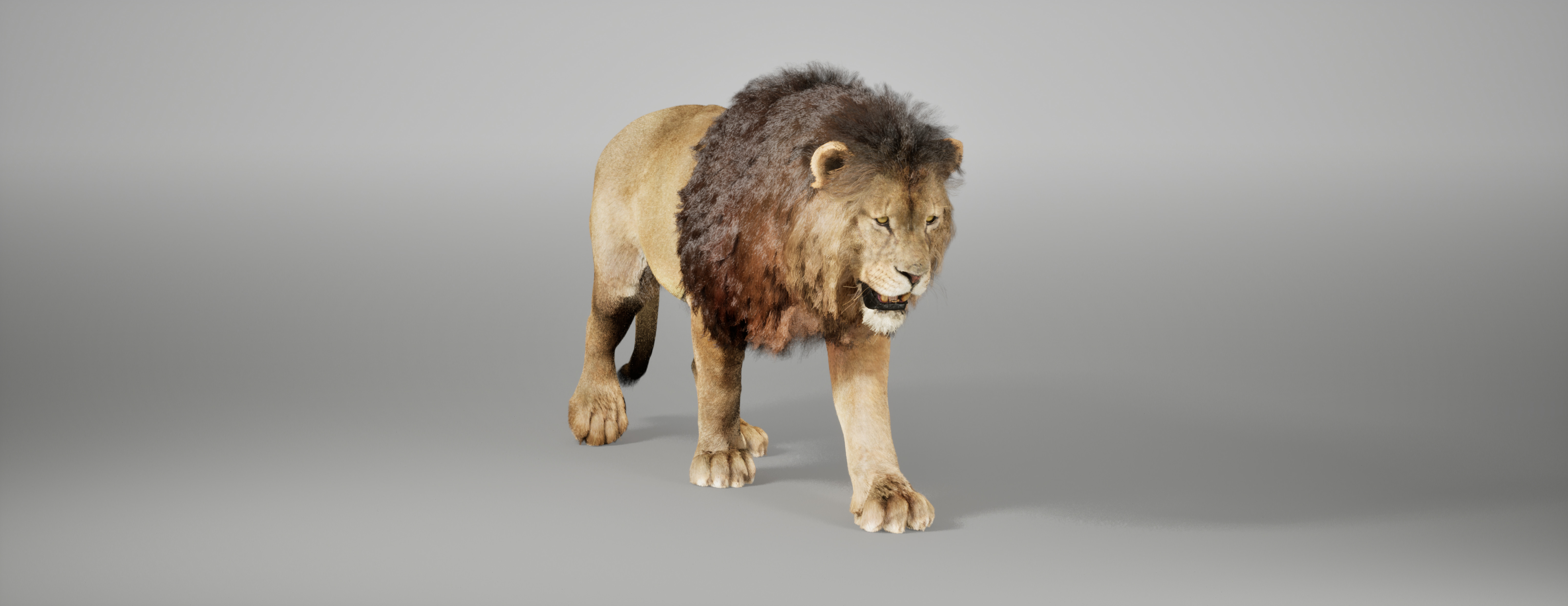 Lion Animated FUR UNREAL project Maya base rig 3D model_9