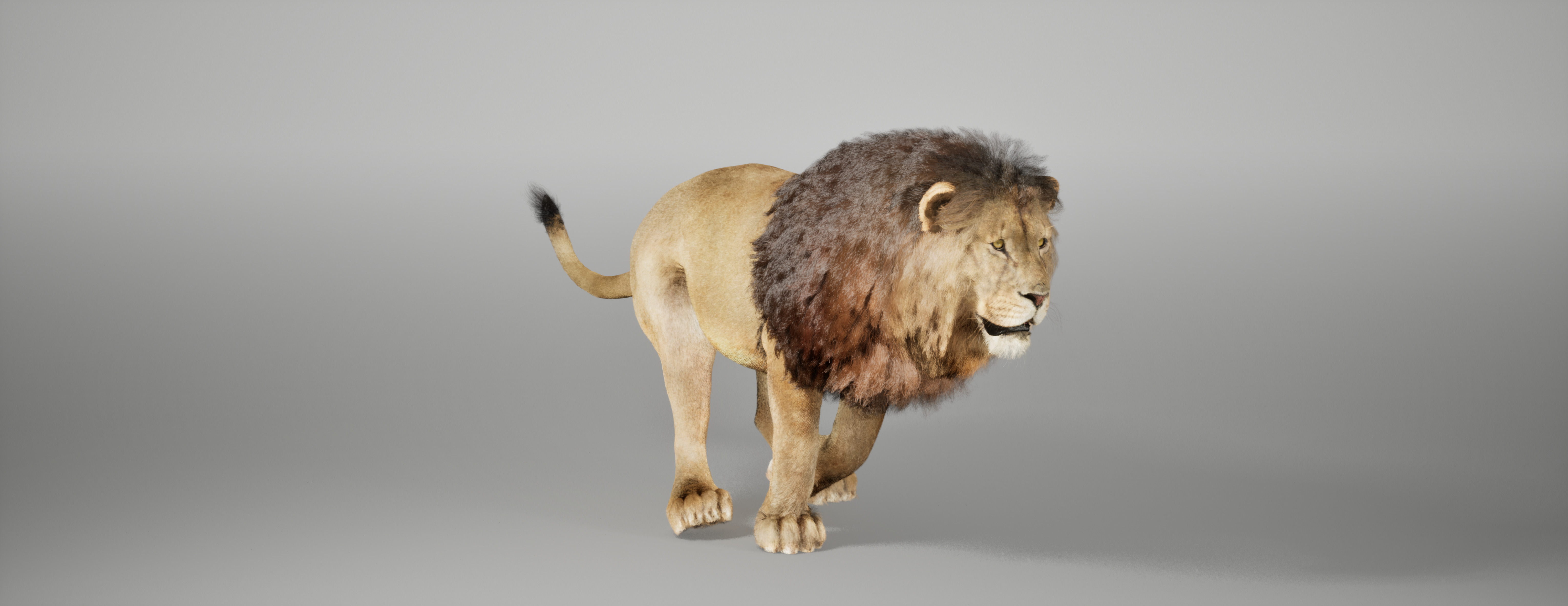 Lion Animated FUR UNREAL project Maya base rig 3D model_6