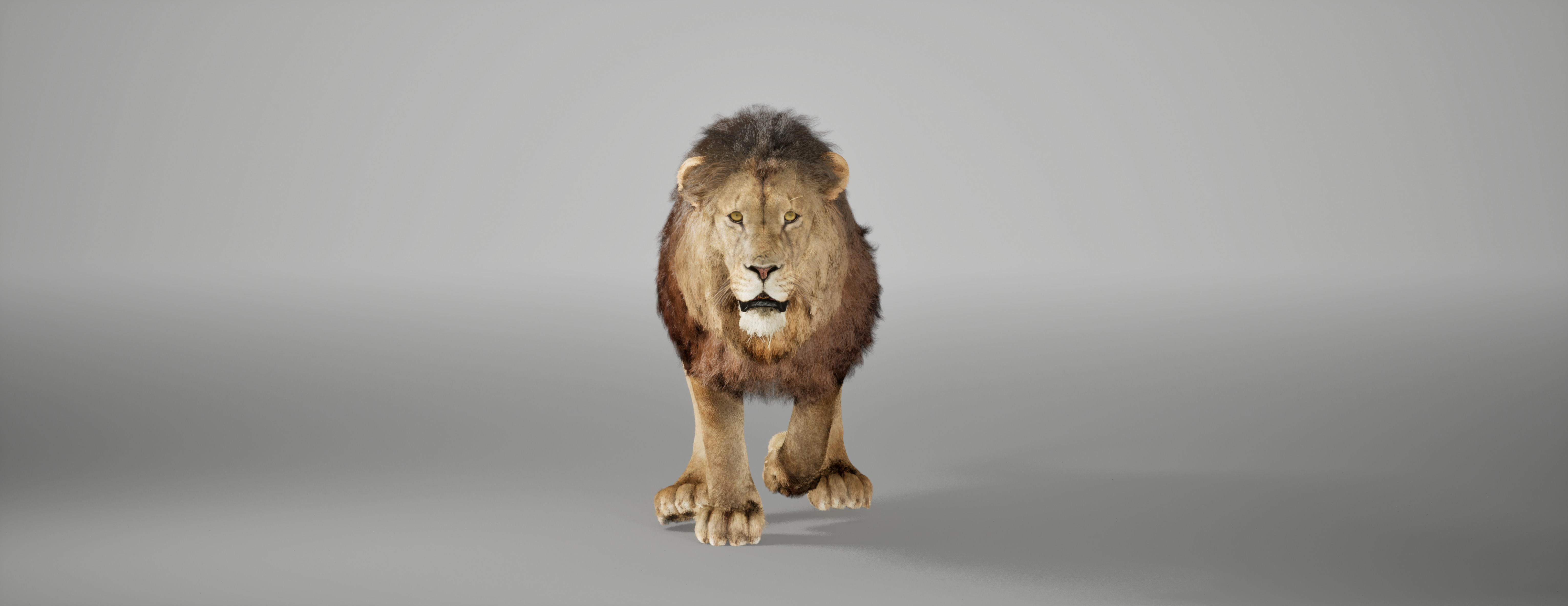Lion Animated FUR UNREAL project Maya base rig 3D model_5