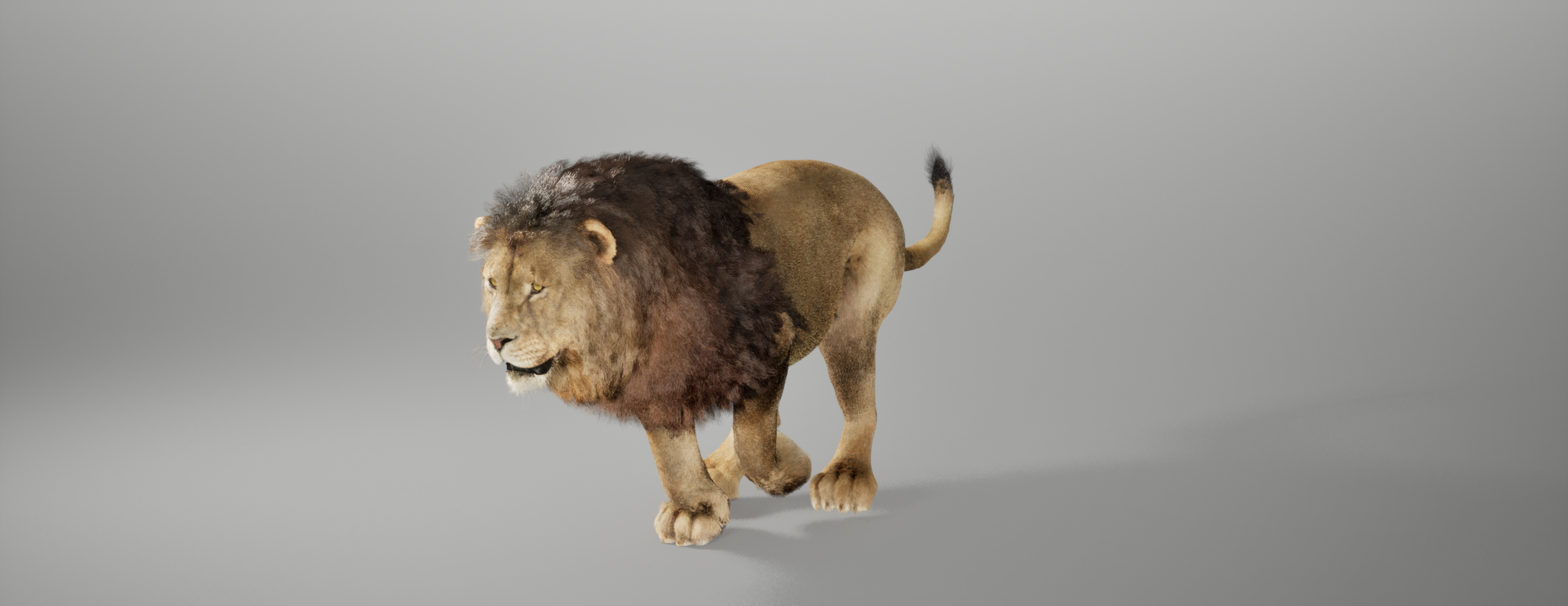Lion Animated FUR UNREAL project Maya base rig 3D model_7