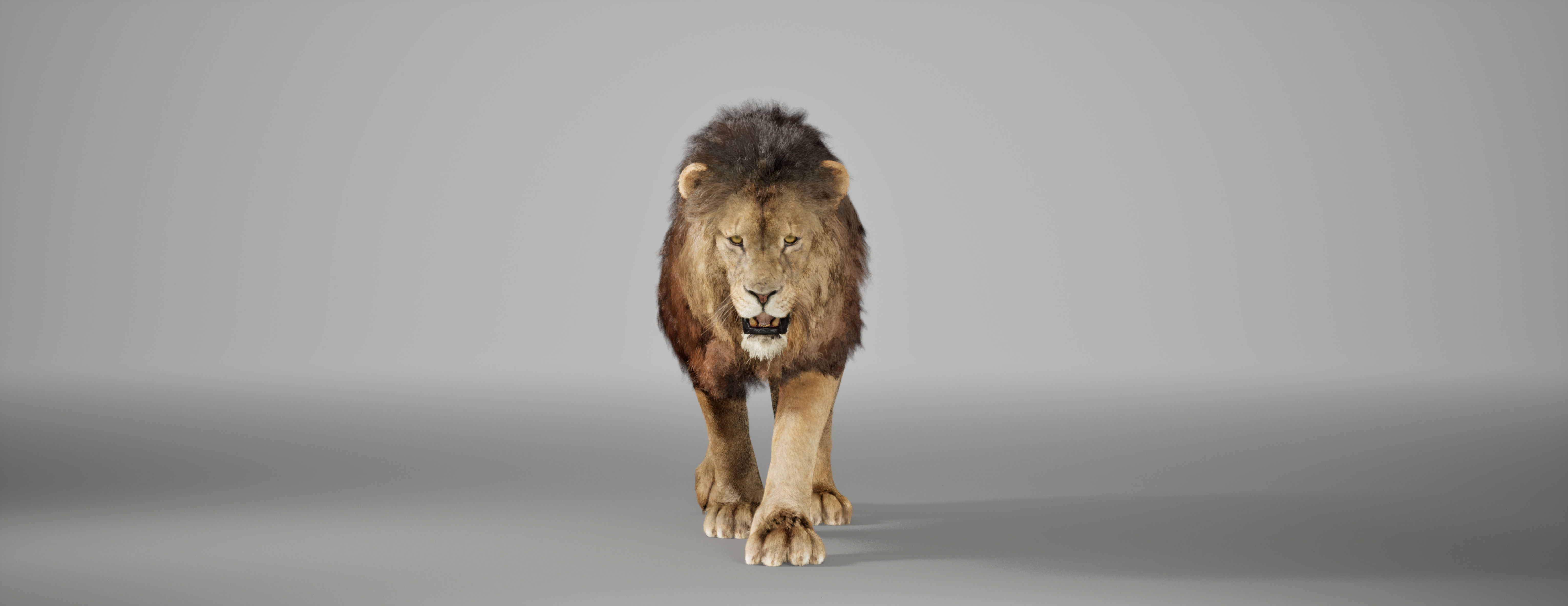 Lion Animated FUR UNREAL project Maya base rig 3D model_8