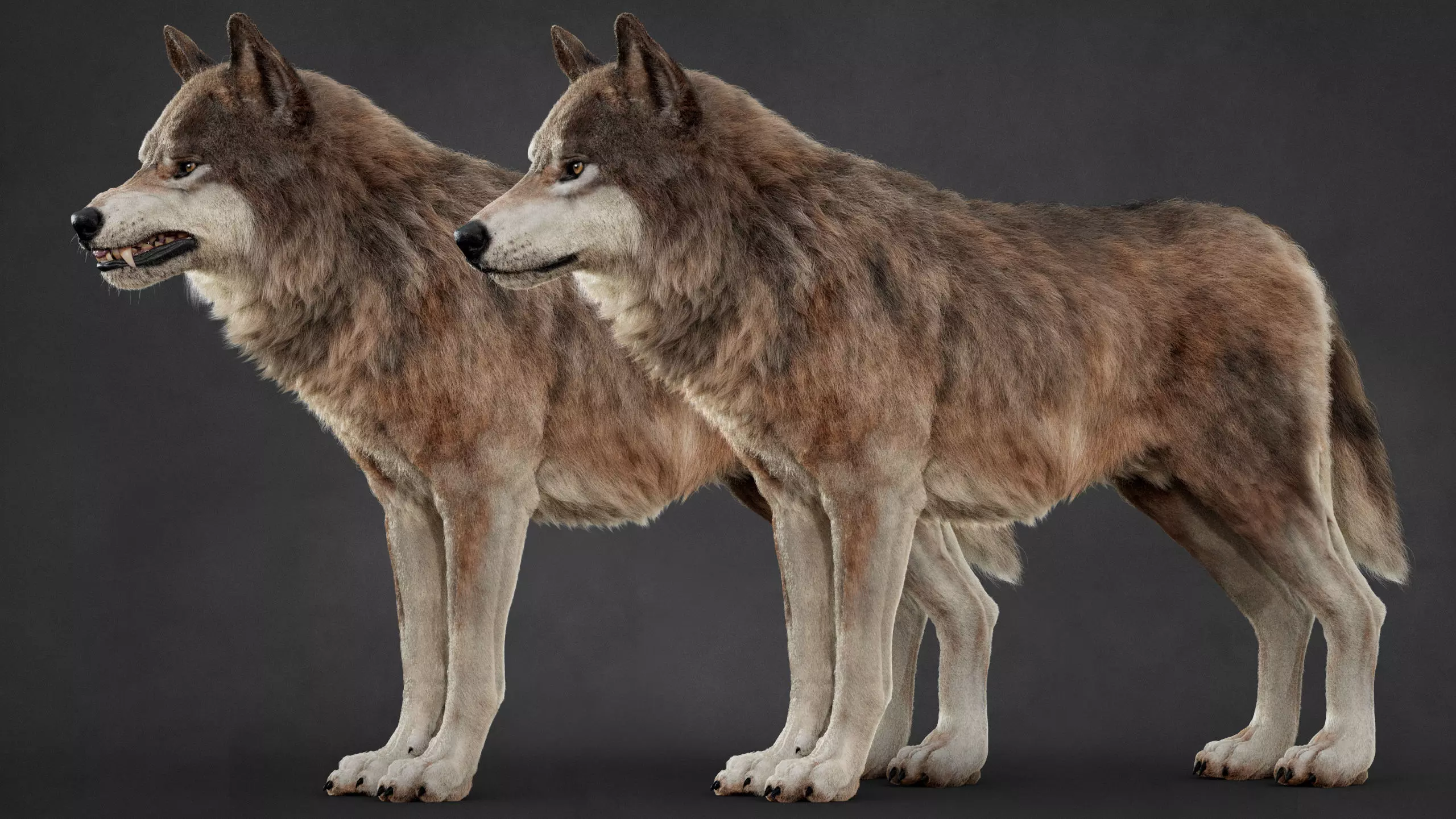 Wolf XGEN CORE ANIMATED 3D model_5