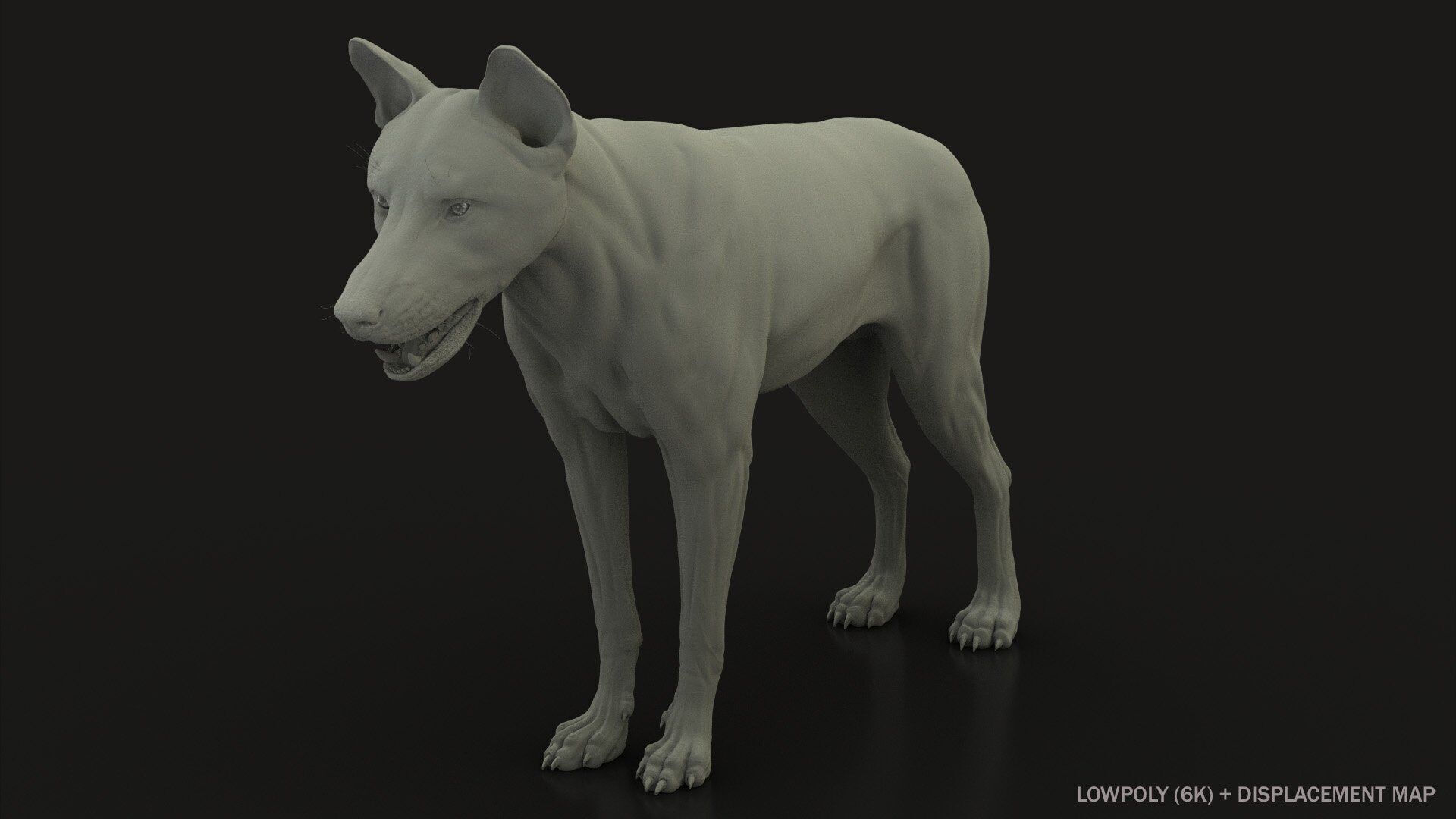 Wolf XGEN CORE ANIMATED 3D model_16
