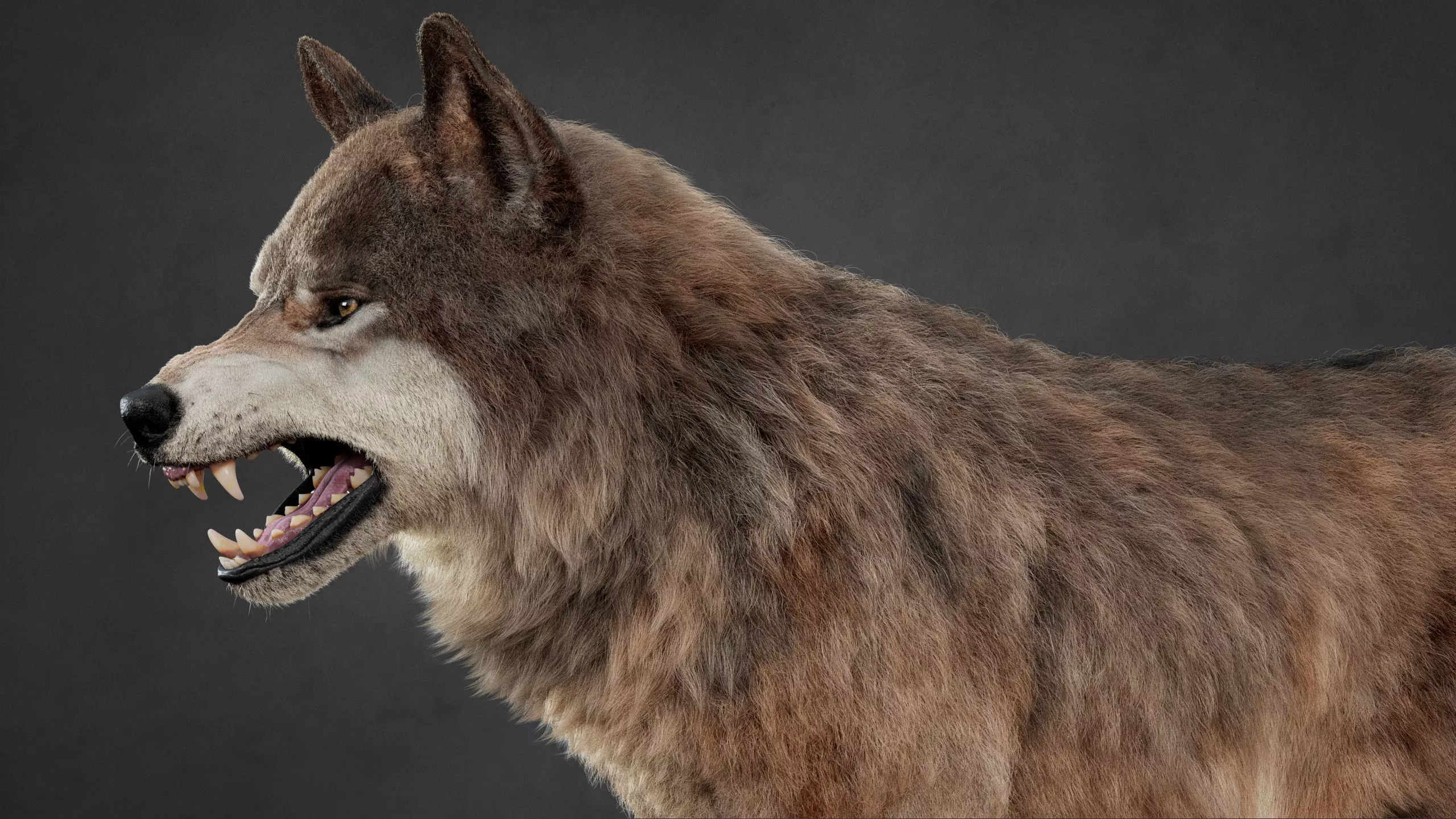 Wolf XGEN CORE ANIMATED 3D model_12