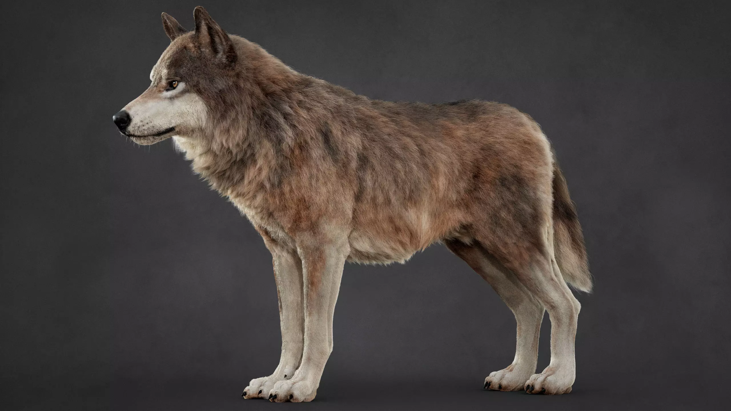 Wolf XGEN CORE ANIMATED 3D model_3