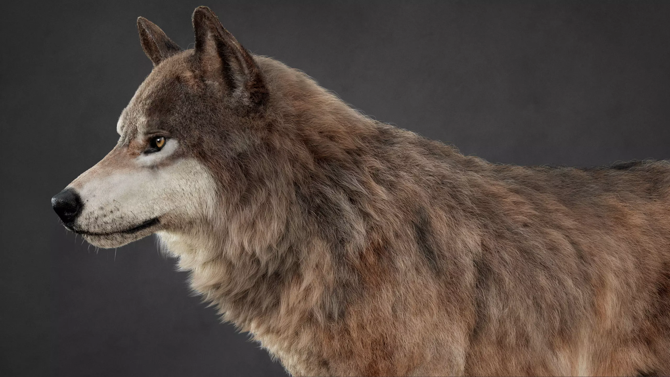Wolf XGEN CORE ANIMATED 3D model_10
