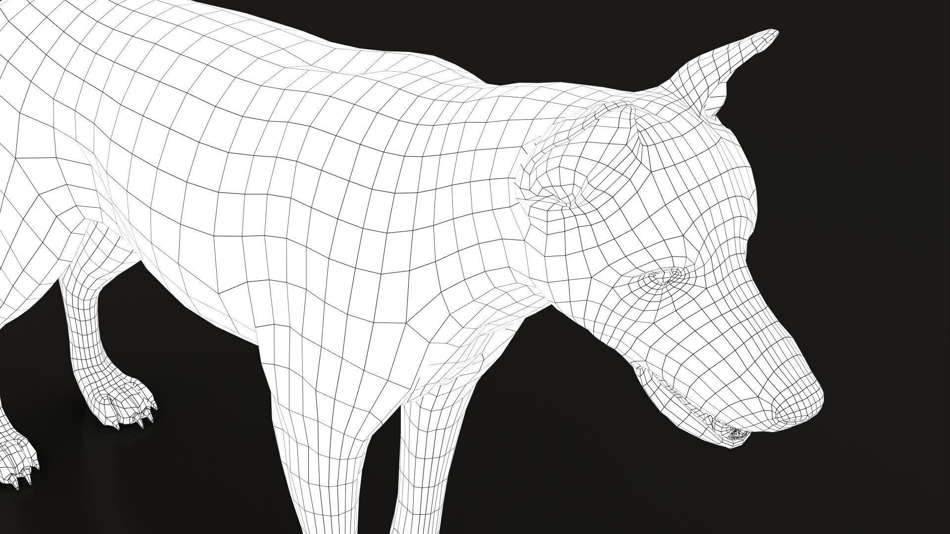 Wolf XGEN CORE ANIMATED 3D model_21