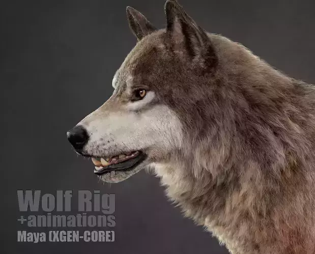 Wolf XGEN CORE ANIMATED 3D model