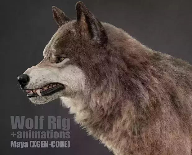 Wolf XGEN CORE ANIMATED