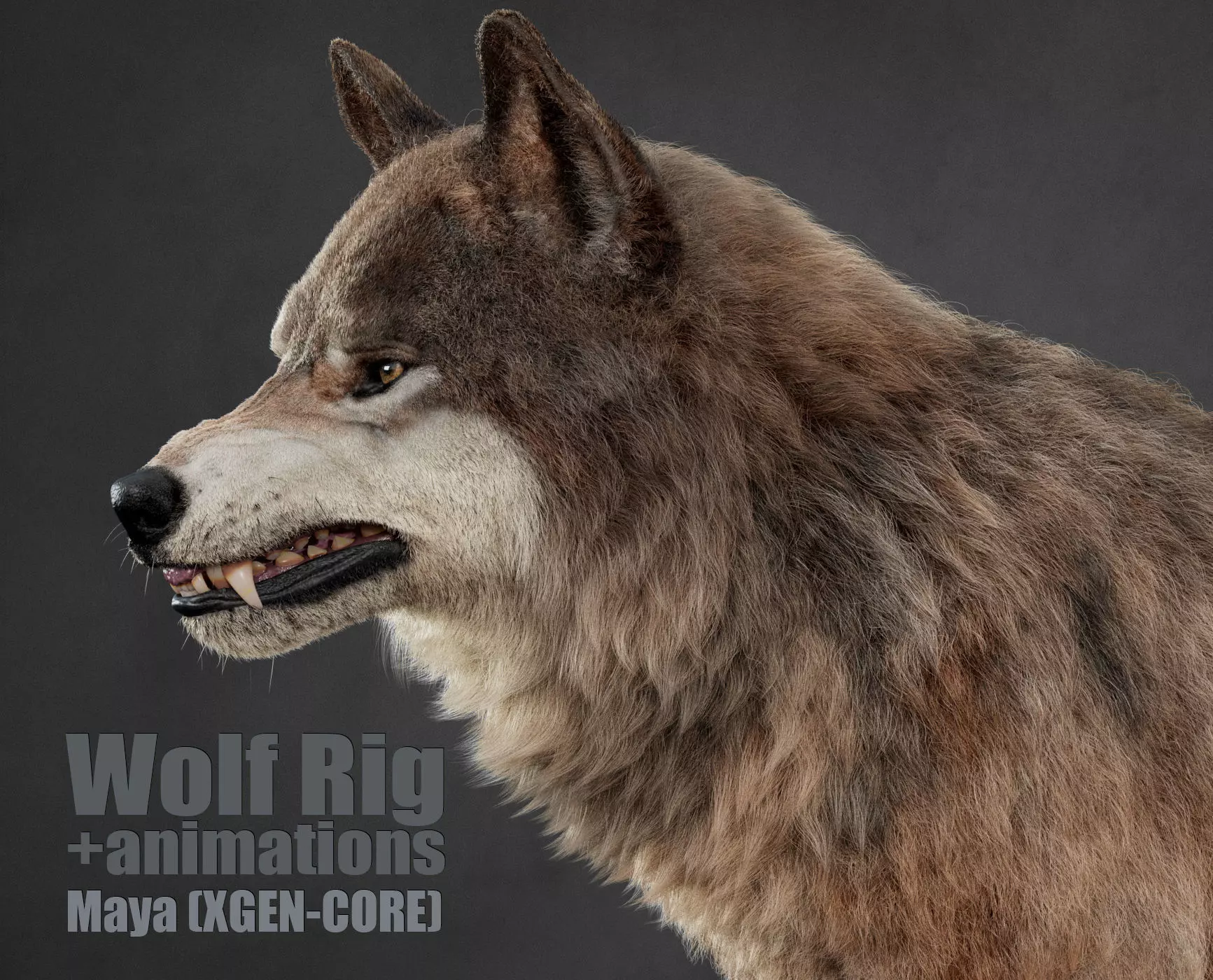 Wolf XGEN CORE ANIMATED 3D model_0