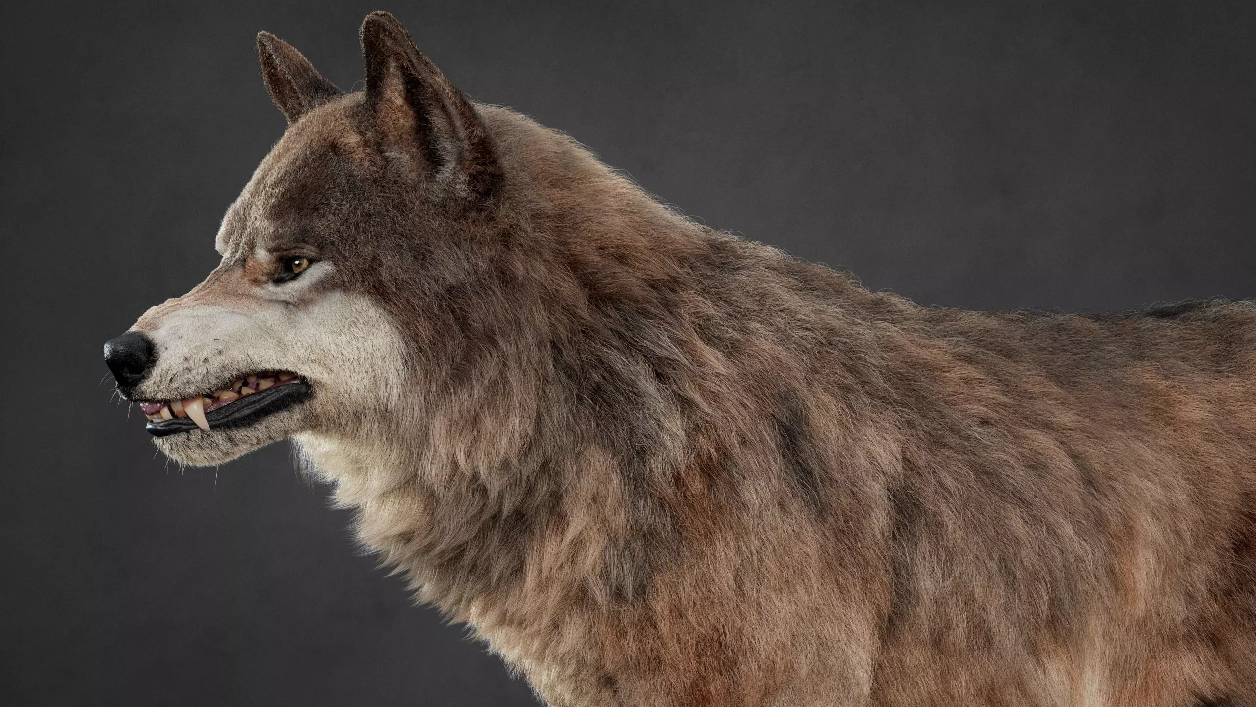 Wolf XGEN CORE ANIMATED 3D model_13