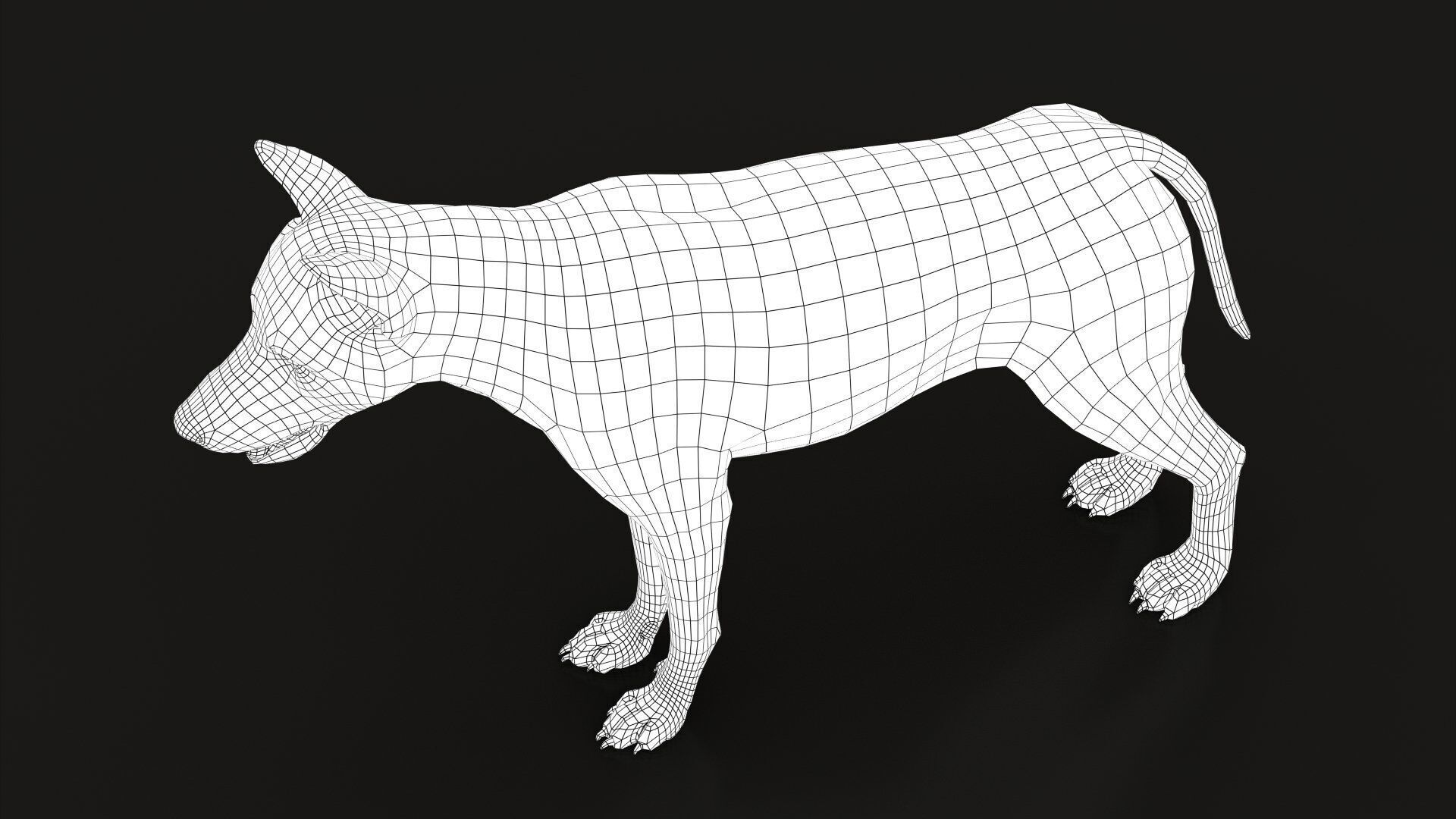 Wolf XGEN CORE ANIMATED 3D model_23