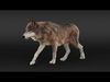 Wolf XGEN CORE ANIMATED 3D model_1