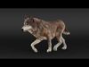 Wolf XGEN CORE ANIMATED 3D model_2