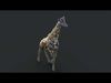Giraffe XGEN CORE ANIMATED 3D model_1