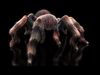Tarantula ANIMATED XGEN CORE 3D model_2