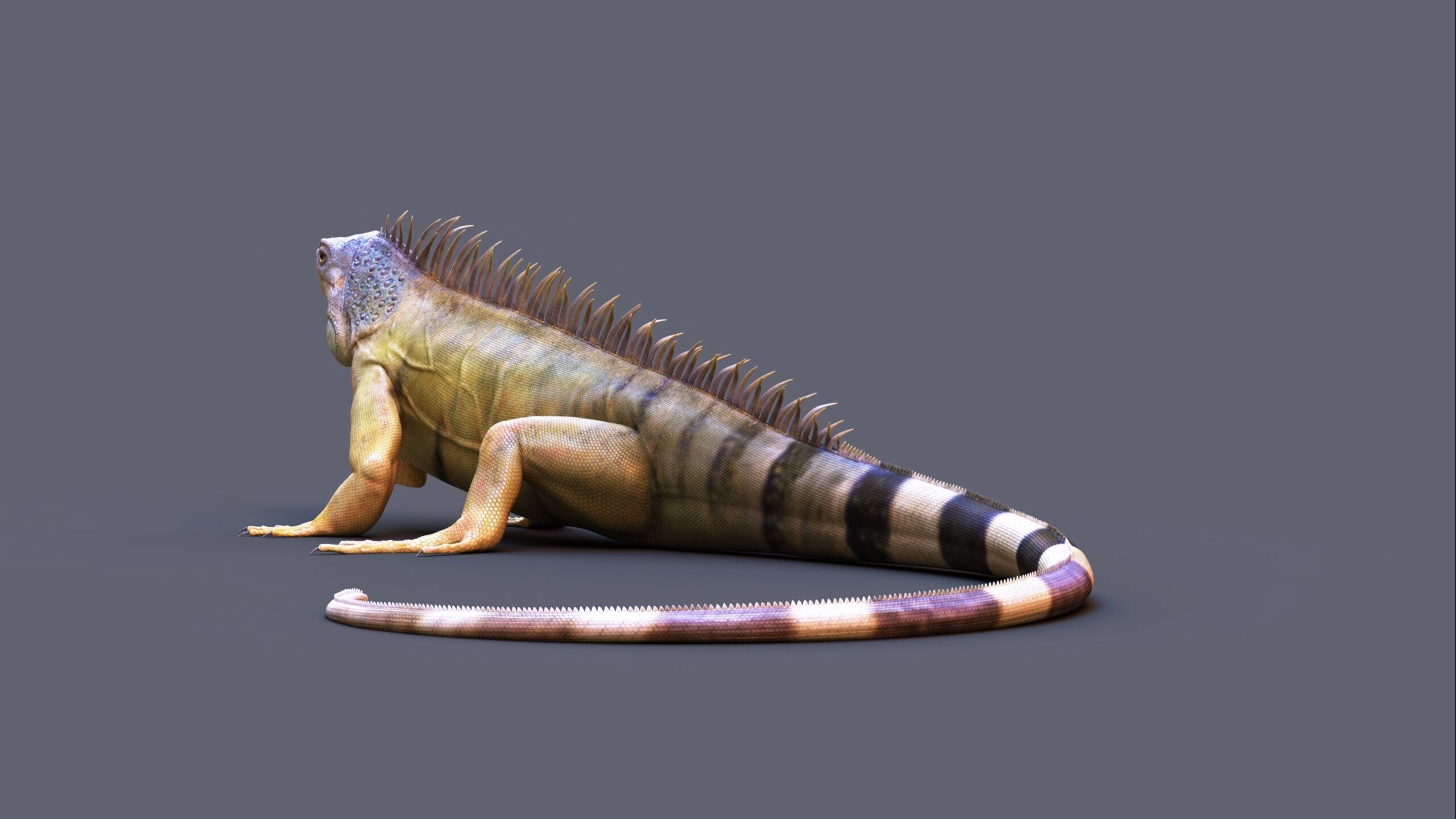 Iguana RIG 3D model_7