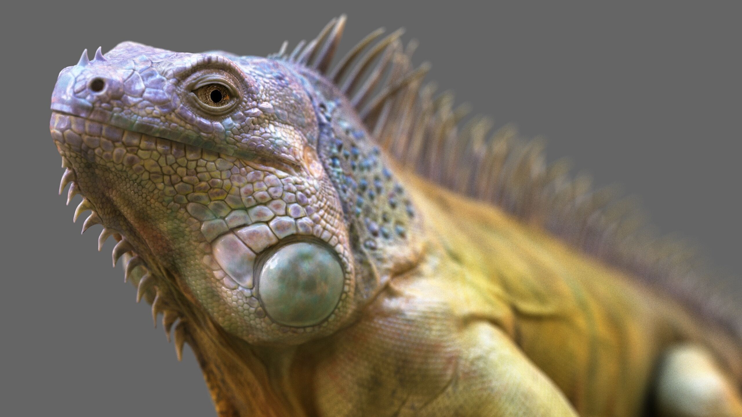 Iguana RIG 3D model_10