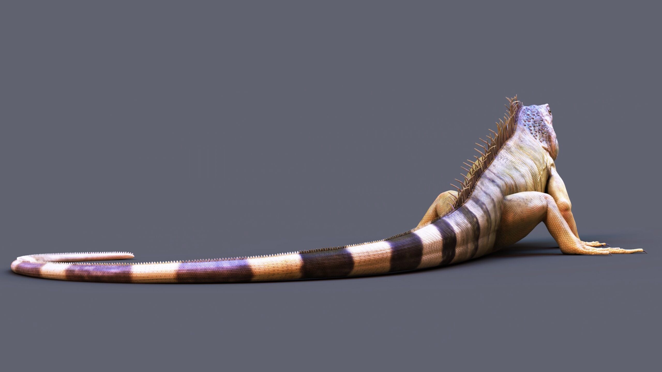 Iguana RIG 3D model_5