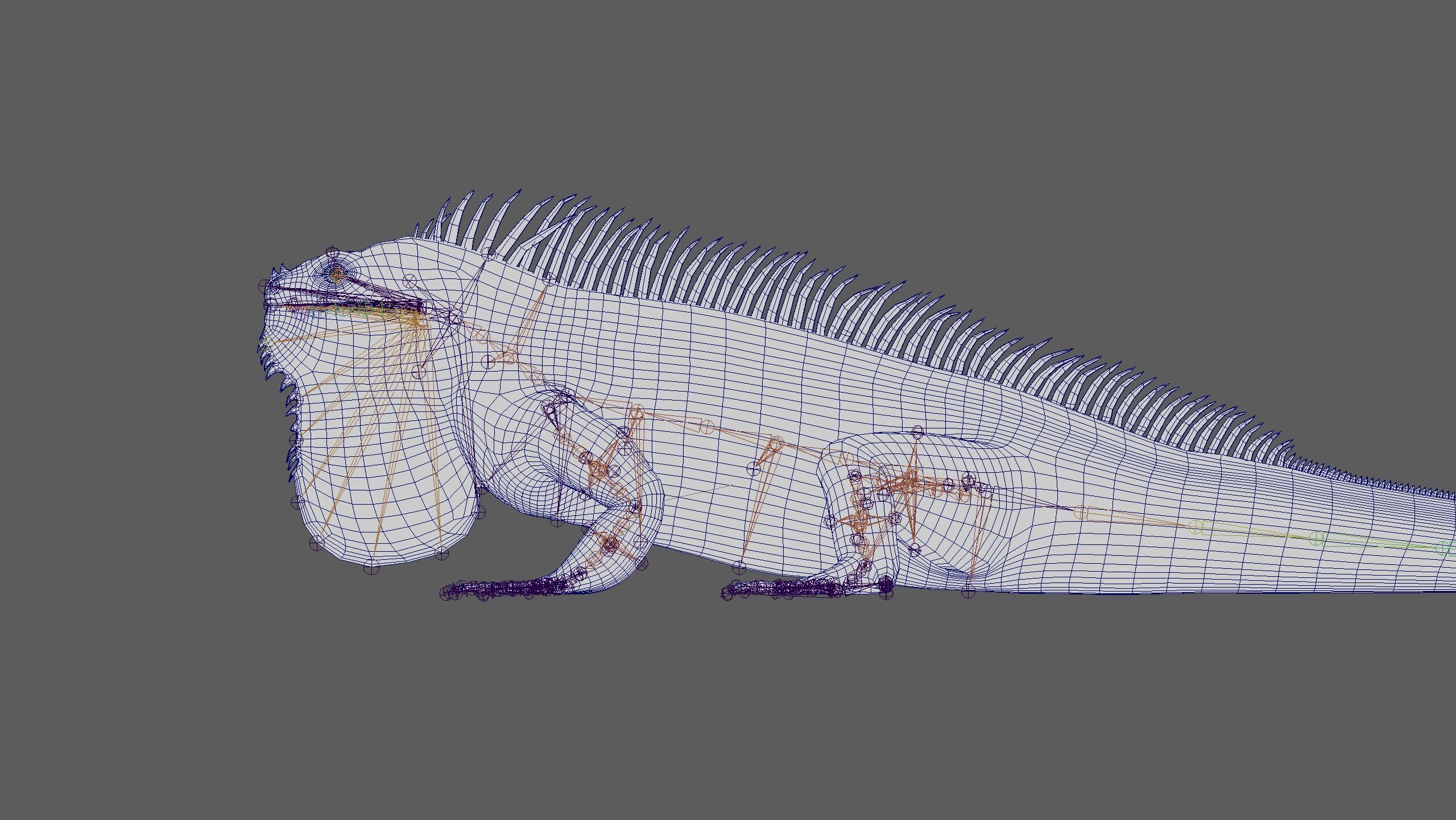 Iguana RIG 3D model_16