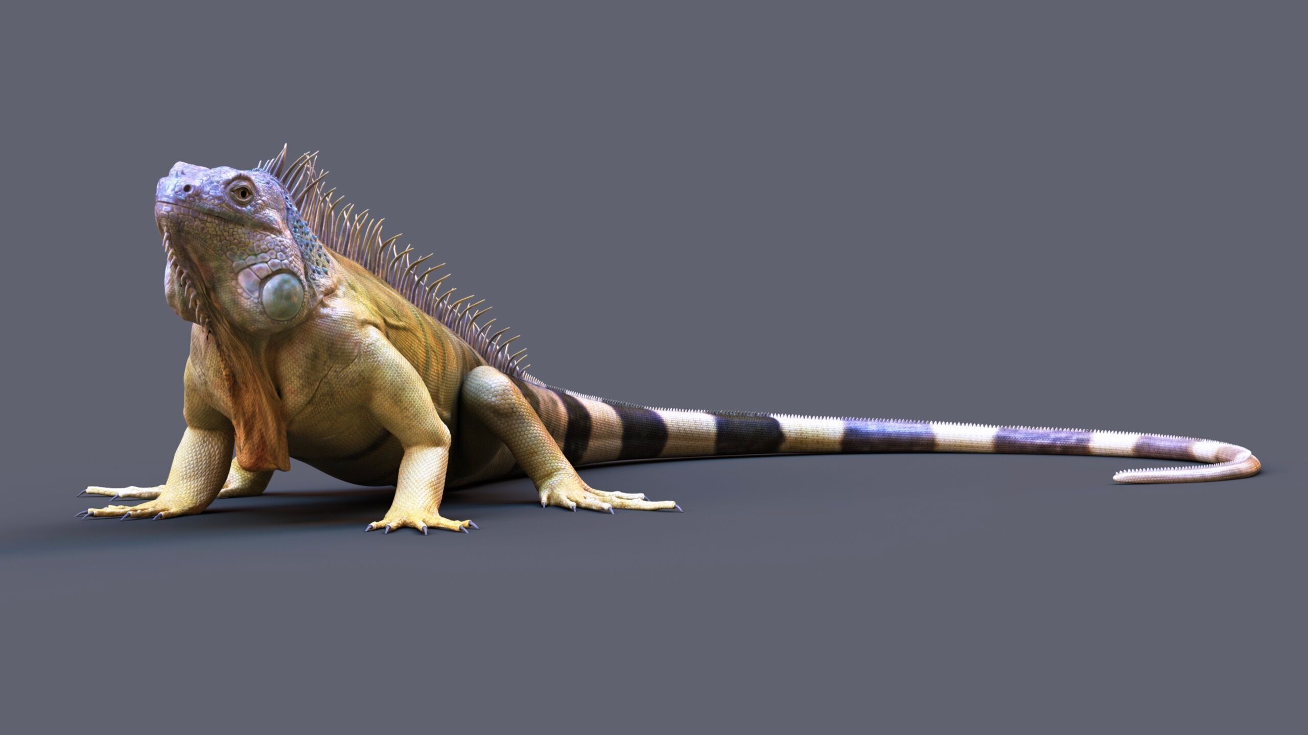 Iguana RIG 3D model_3