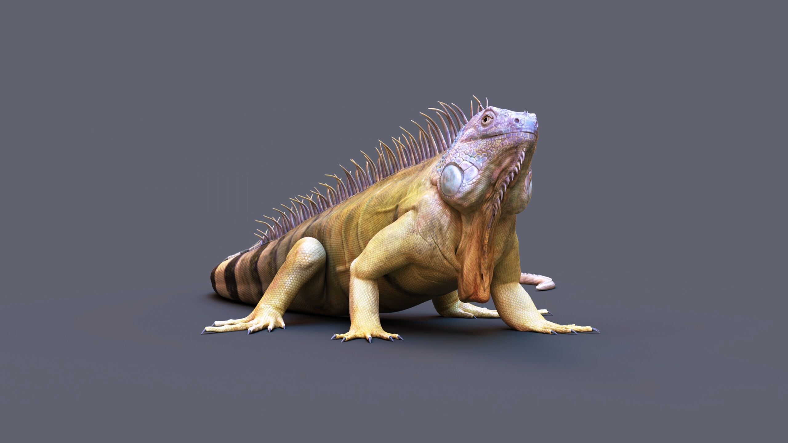 Iguana RIG 3D model_4