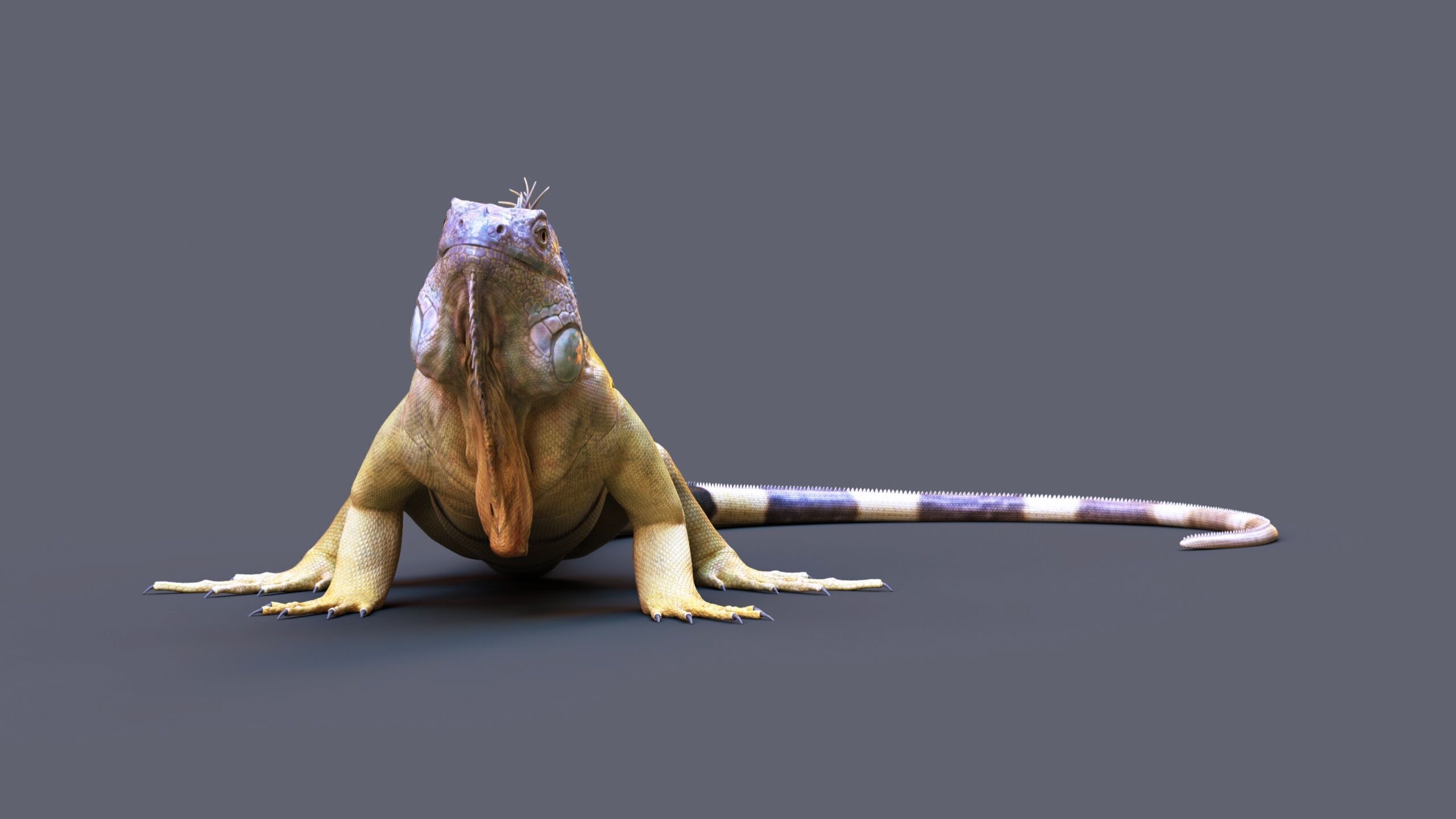 Iguana RIG 3D model_6