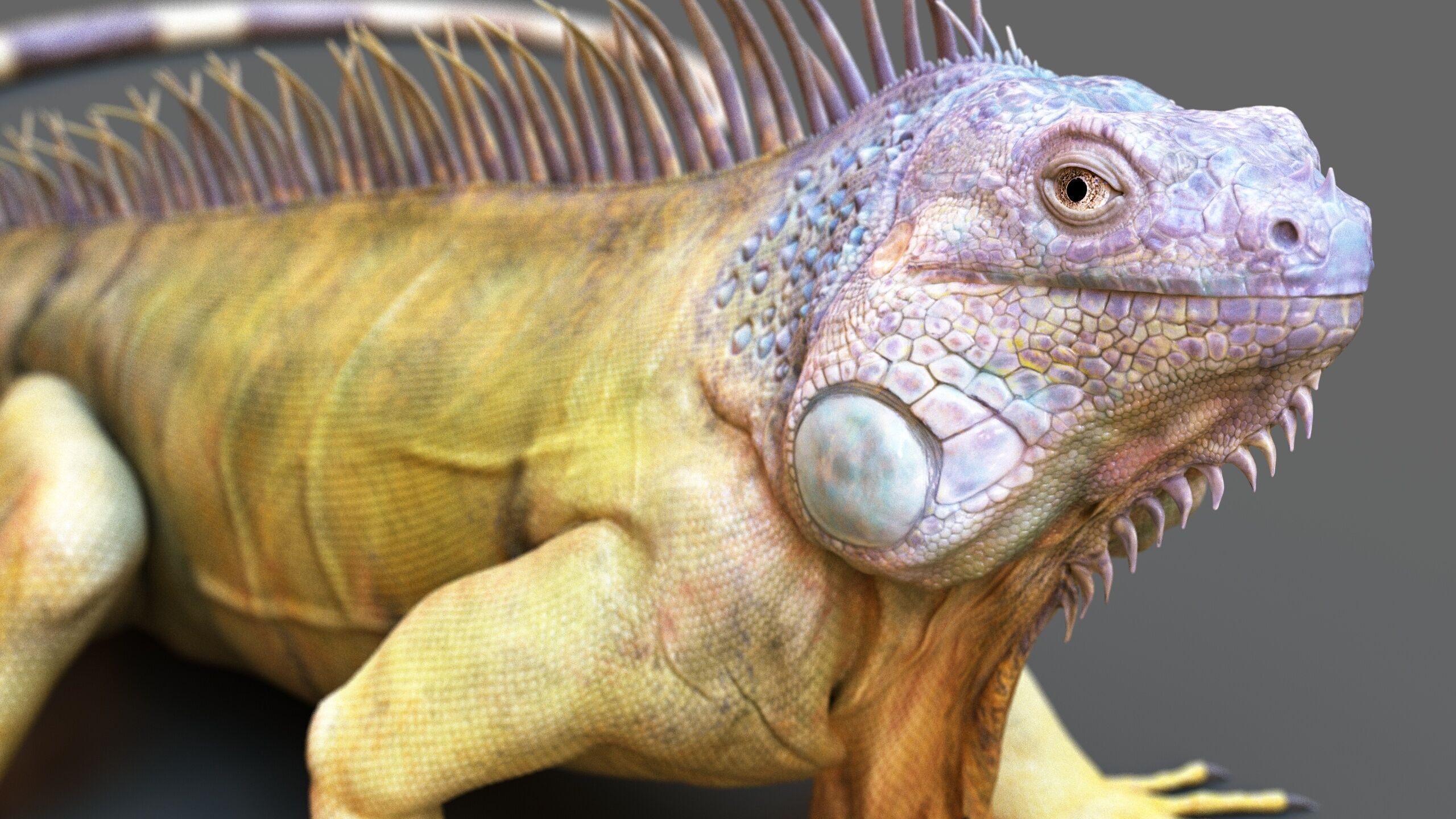 Iguana RIG 3D model_11