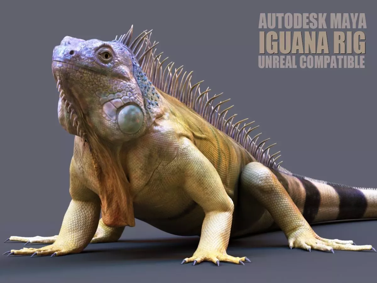 Iguana RIG 3D model_0