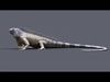 Iguana RIG 3D model_1