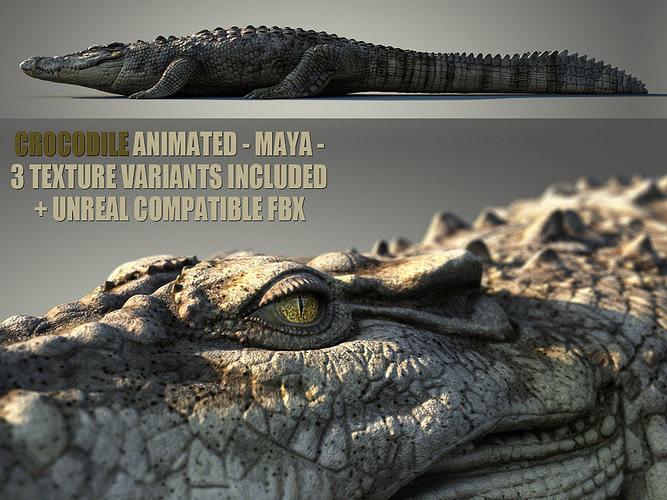 Crocodile ANIMATED 3D model