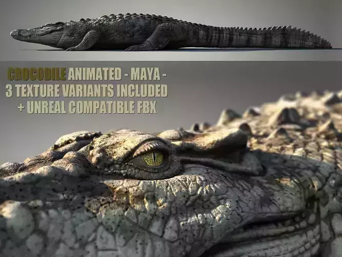 Crocodile ANIMATED