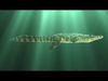 Crocodile ANIMATED 3D model_2