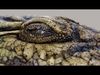 Crocodile ANIMATED 3D model_5