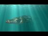 Crocodile ANIMATED 3D model_6