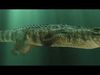 Crocodile ANIMATED 3D model_7