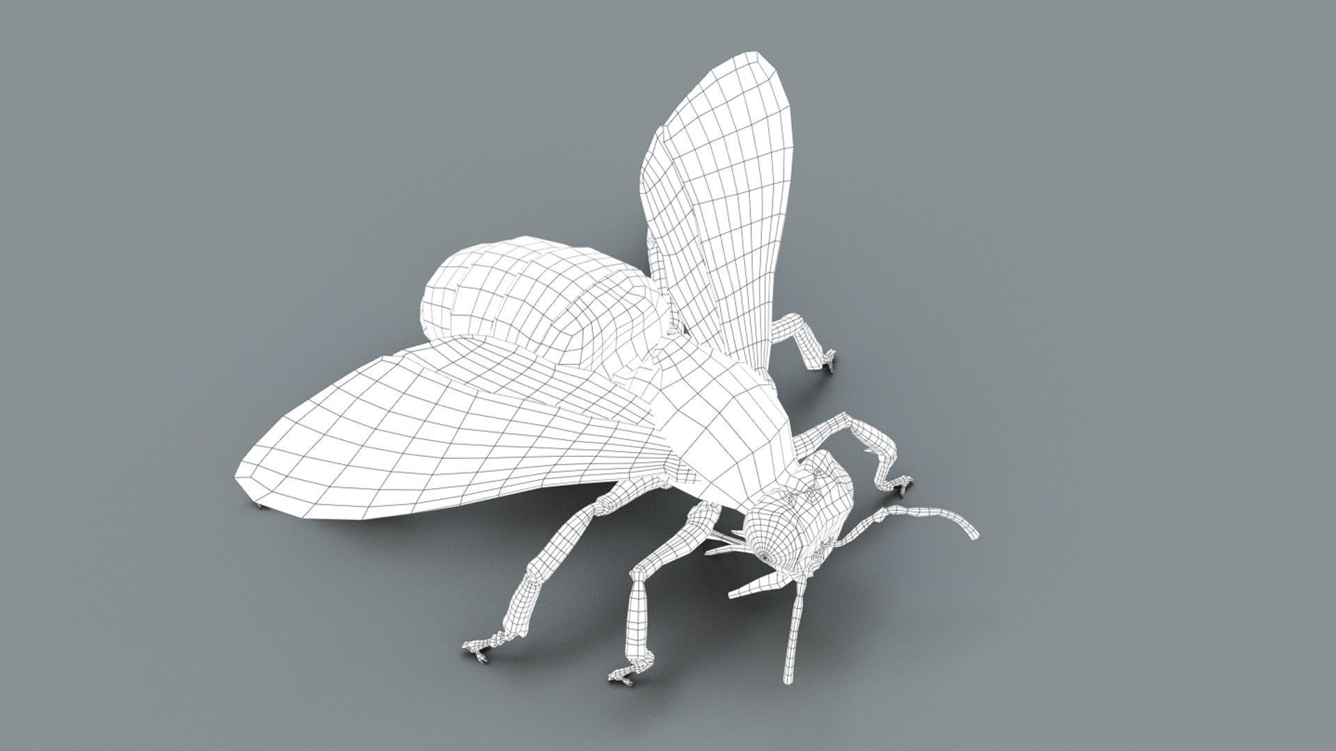 HONEYBEE 2 XGEN CORE RIGGED 3D model_12