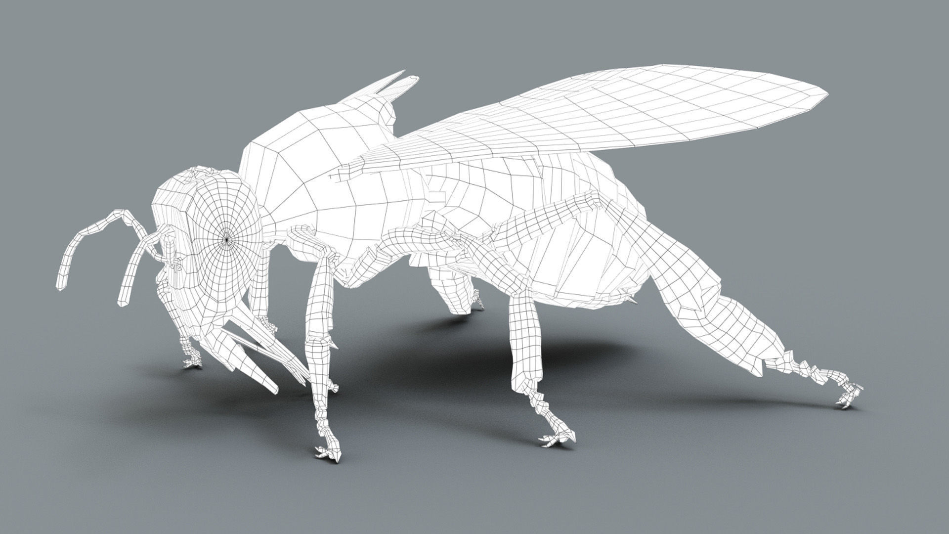 HONEYBEE 2 XGEN CORE RIGGED 3D model_7