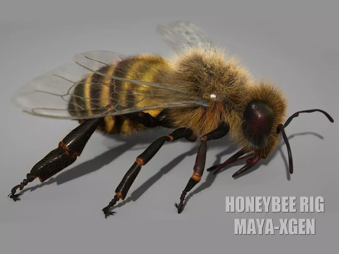 HONEYBEE 2 XGEN CORE RIGGED 3D model_0