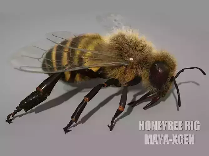 HONEYBEE 2 XGEN CORE RIGGED