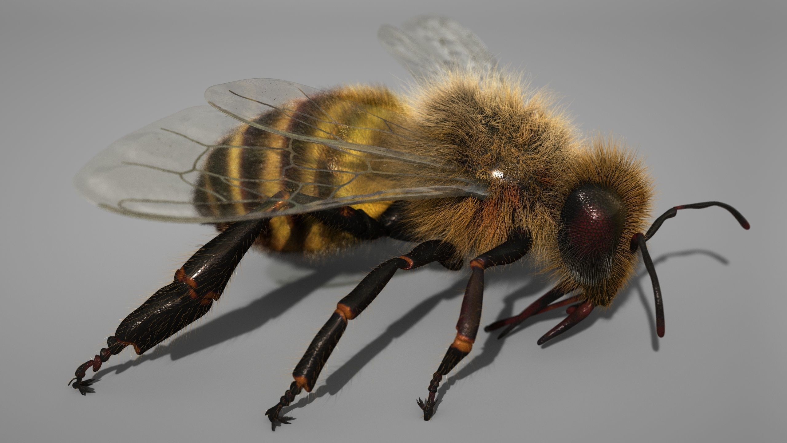 HONEYBEE 2 XGEN CORE RIGGED 3D model_1