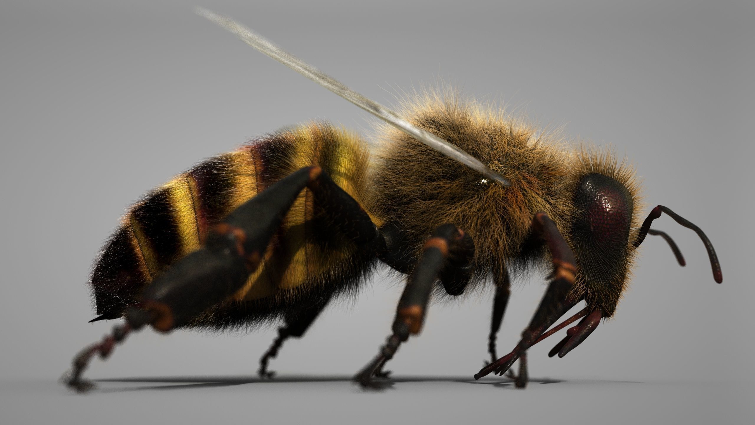 HONEYBEE 2 XGEN CORE RIGGED 3D model_2