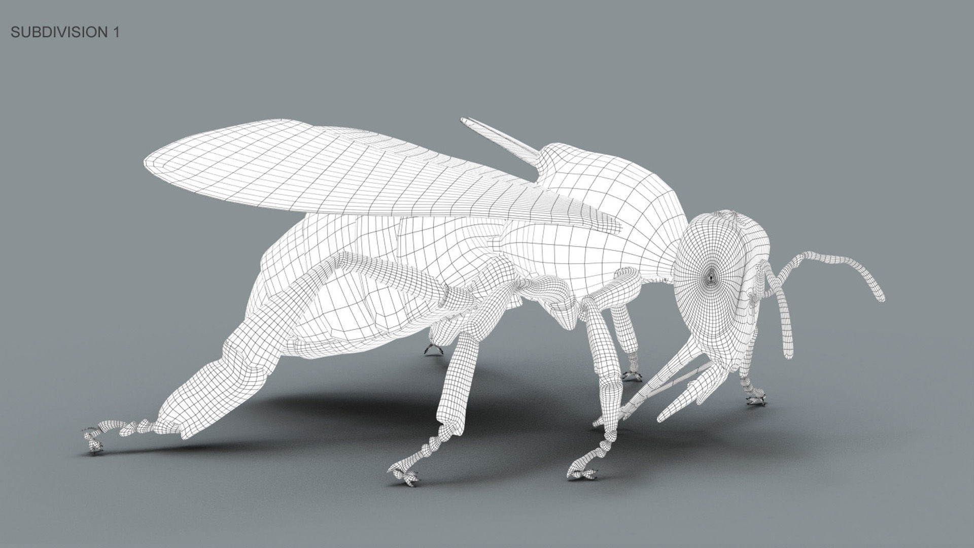 HONEYBEE 2 XGEN CORE RIGGED 3D model_10