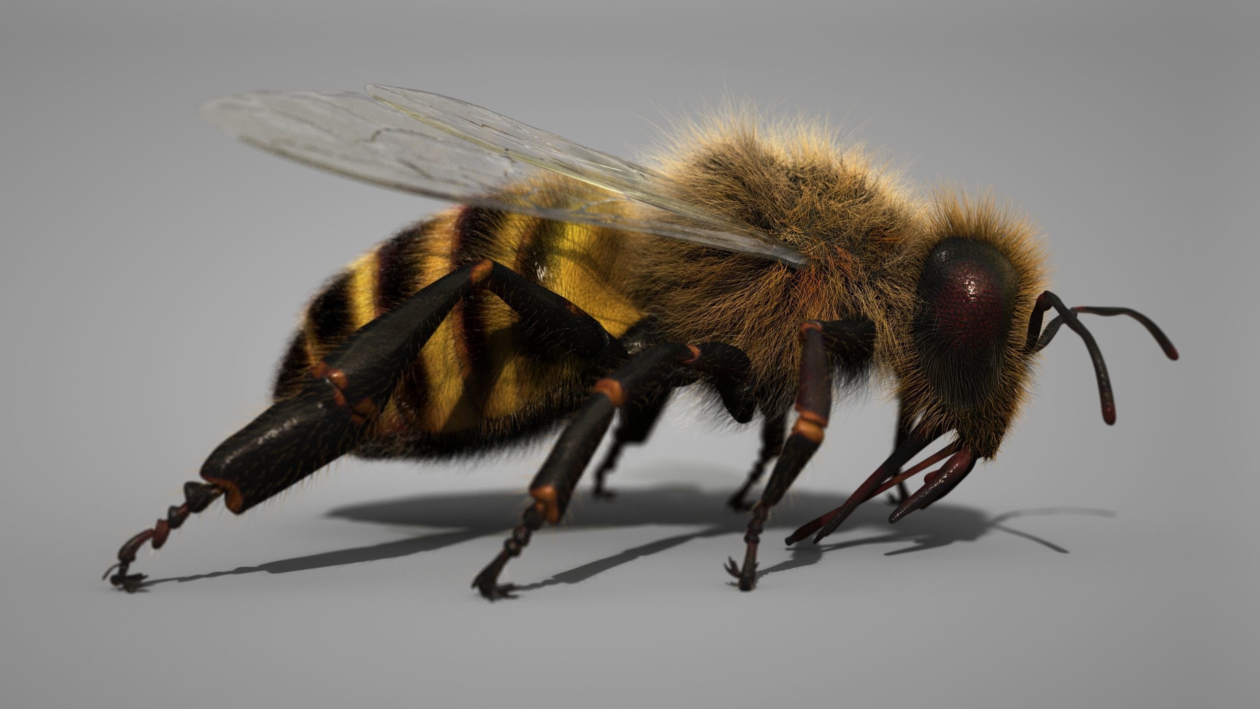 HONEYBEE 2 XGEN CORE RIGGED 3D model_3