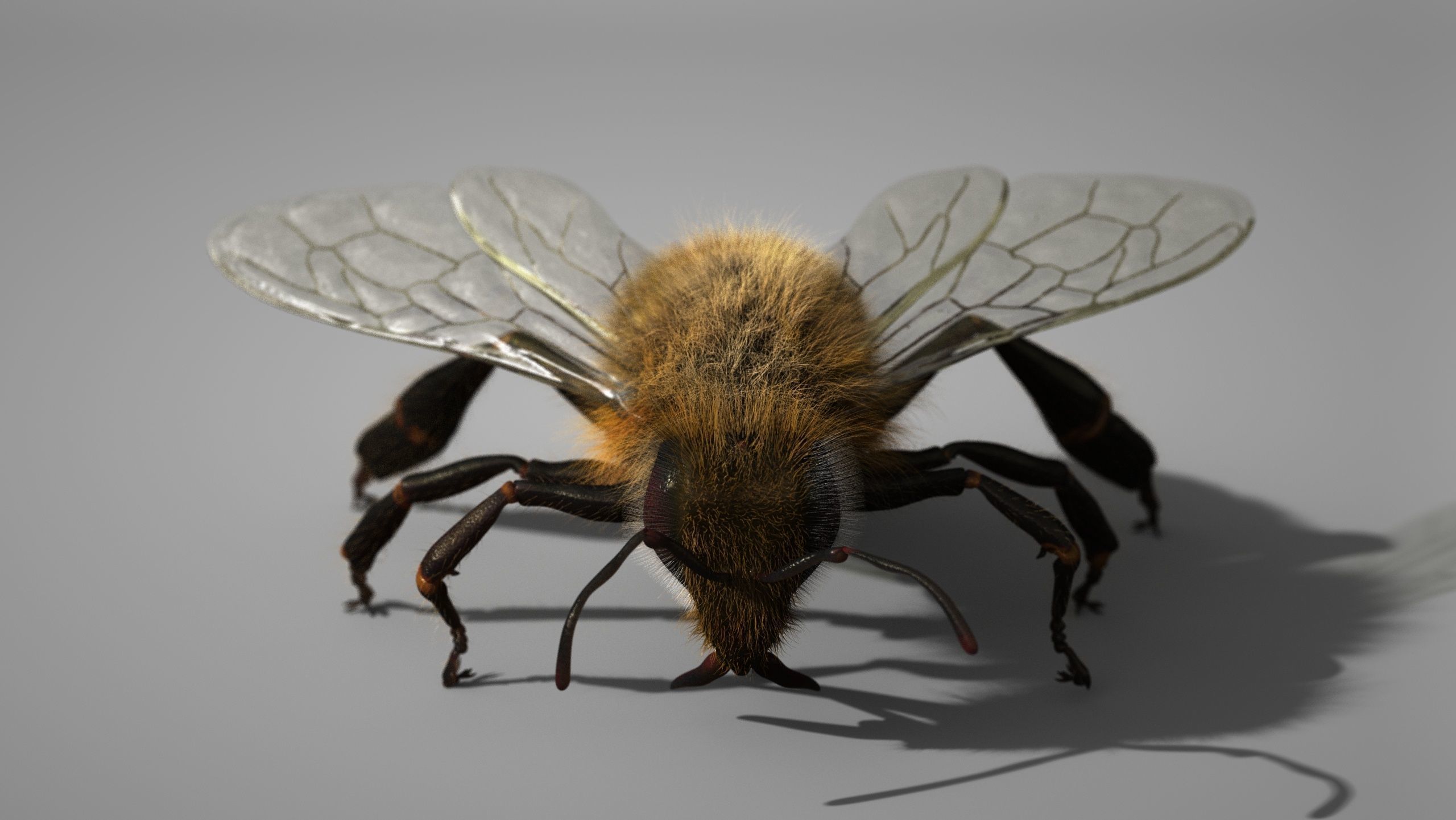 HONEYBEE 2 XGEN CORE RIGGED 3D model_6