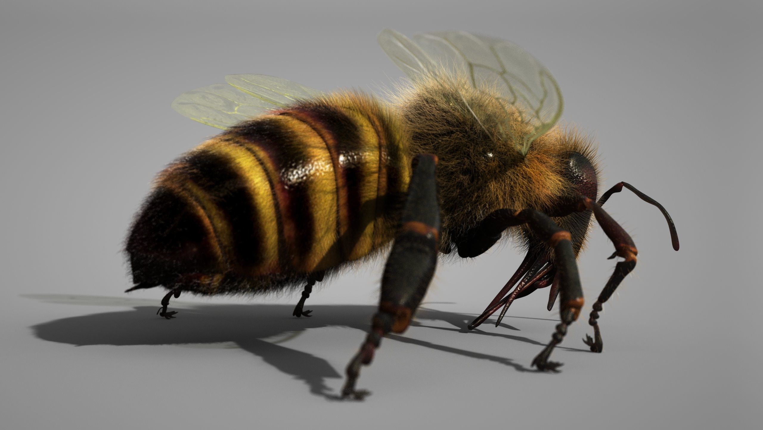 HONEYBEE 2 XGEN CORE RIGGED 3D model_5