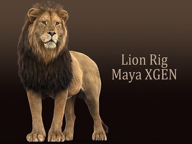 Lion C RIG XGEN CORE 3D model